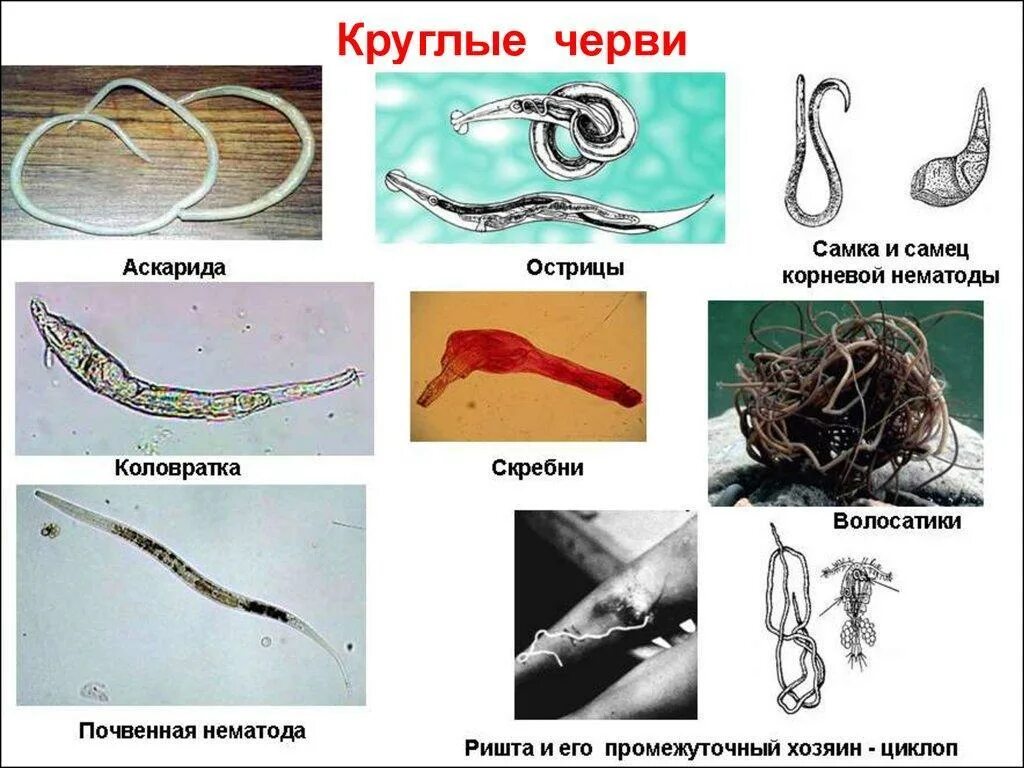 Аскарида является паразитом