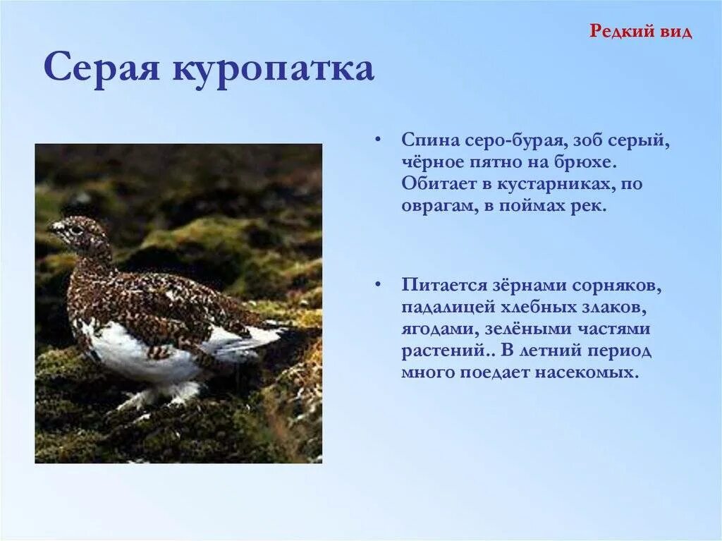 Куропатка сообщение 4 класс окружающий. Куропатка серая красная книга чувашии. серая куропатка красная книга. куропатка красная книга. красная книга чувашии птицы.