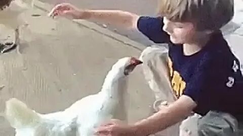 Мальчик курицу видео