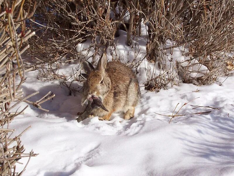Зайцы кормятся корой деревьев