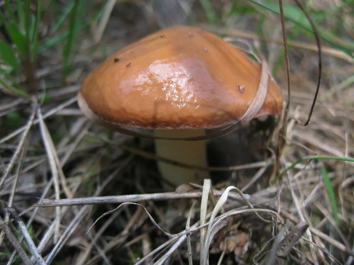 Гриб Suillus luteus. Маслёнок обыкновенный. Масленок обыкновенный гриб. Маслёнок поздний. Есть гриб масленок