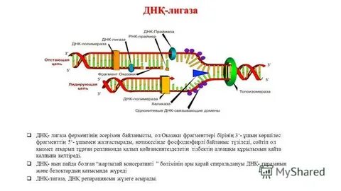 Лигаза в репликации