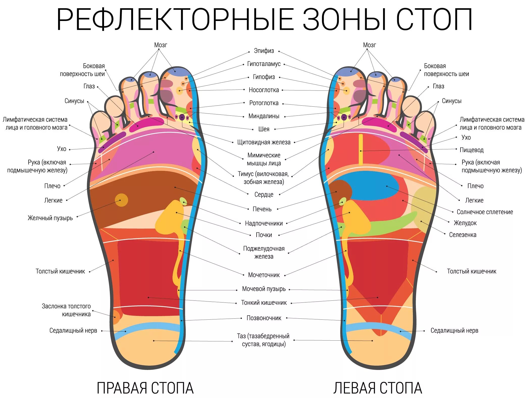 Подошва болит что делать. Рефлекторные зоны стопы схема органы. Рефлекторные точки на стопе. Карта рефлекторных зон стопы. Схема рефлекторных точек стопы.