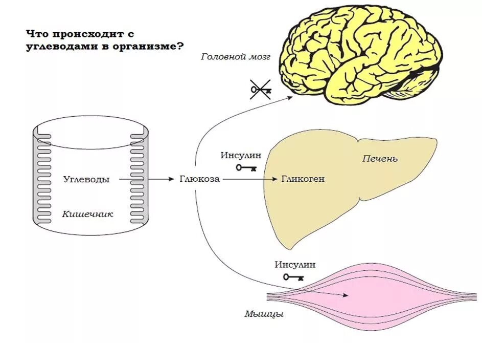 Печень организма углеводы. Усвоение Глюкозы в организме. Всасывание сахара в организме. Мозг механизм.