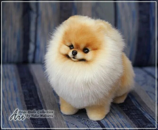 Кукольный шпиц фото Померанский шпиц по кличке Boo