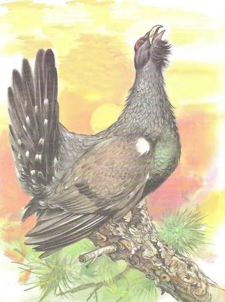 рассказ иллюстрации к рассказу васюткино озеро астафьева. астафьев васюткино озеро иллюстрации к рассказу. охота на глухаря васюткино озеро. рисунок к рассказу васюткино озеро. васютка и глухарь.