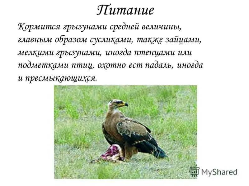 Орел сообщение 4. Сообщение о степном орле 4 класс окружающий мир. степной орел 4 класс. рассказ о степном орле. презентация на тему орел.