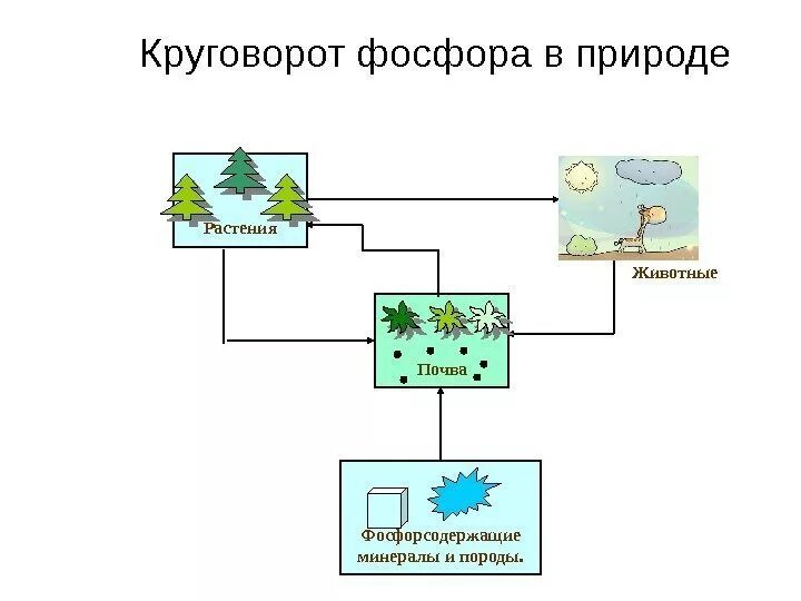 Фосфор в биосфере. Круговорот фосфора схема. схема круговорота веществ фосфора. схема круговорота фосфора схема. схема фосфора в биосфере.