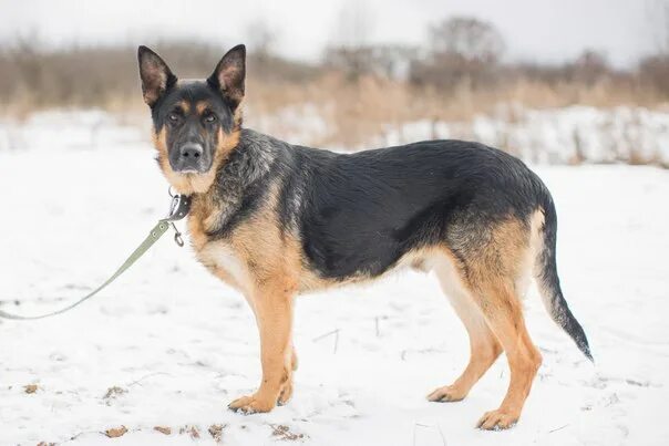 Годовалая сука немецкой овчарки. Овчарка коротыш. Овчарка годовалая рябая немецкая. Годовалая немецкая овчарка. Годовалые овчарки.