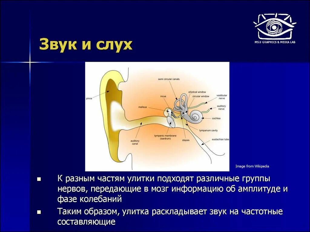 Звук и слух. Звуковые колебания. Звуковые волны физика слуха. Звуковая — воспринимаемая органами слуха. Режущее слух сочетание звуков синоним