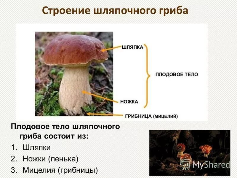 Грибы строение шляпочных грибов. Плодовое тело шляпочного гриба состоит из. Плодовые тела шляпочных грибов. Строение плодового тела шляпочного гриба.