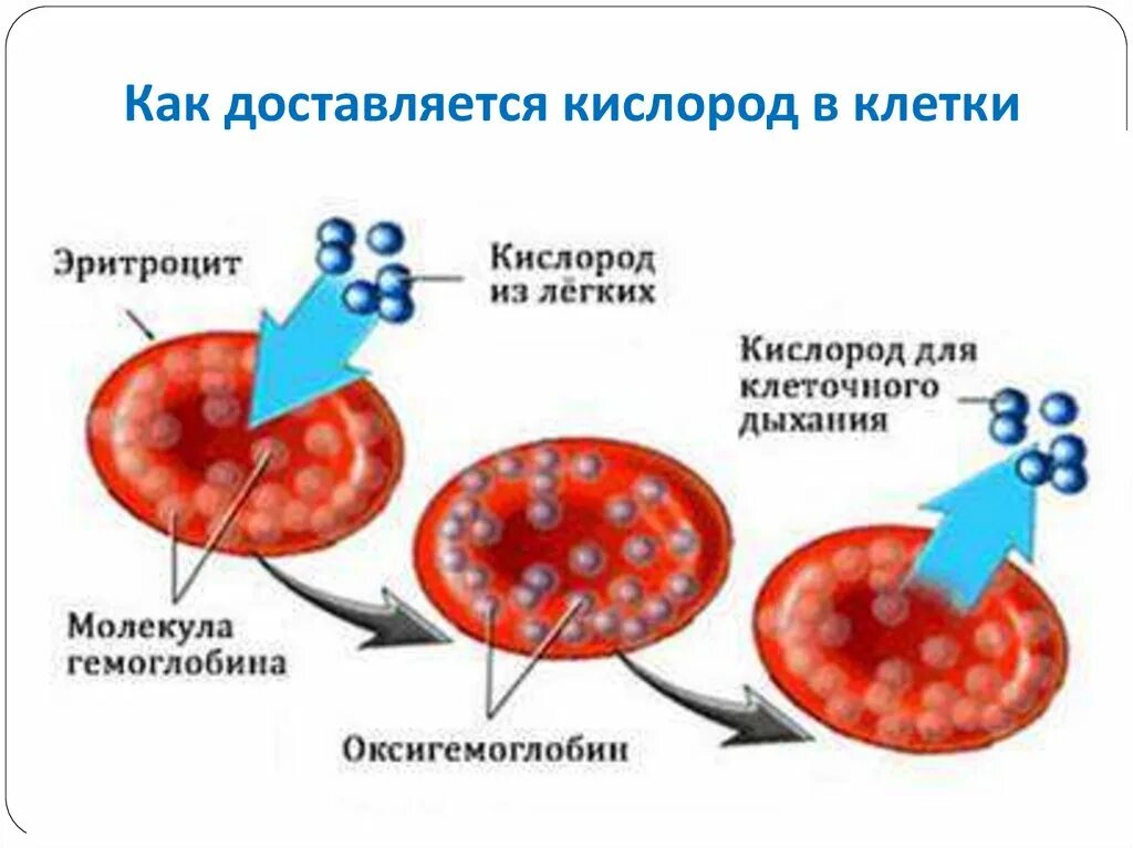Пузырьки кислорода в крови. Строение эритроцита и гемоглобина. Транспортная функция. Гемоглобин и оксигемоглобин. Эритроциты и гемоглобин в крови.