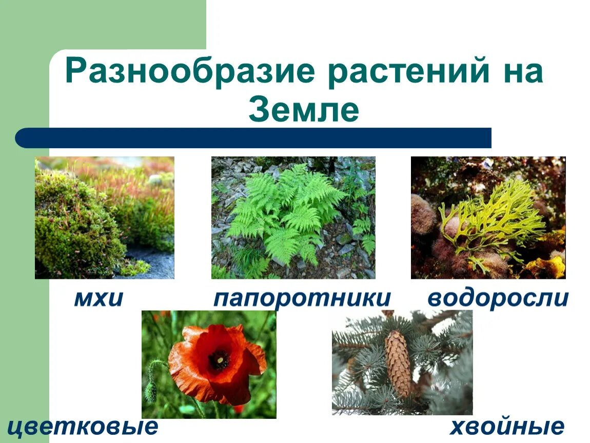 Как сохранить разнообразие растений. Разнообразие растений на земле. Разнообразные растения на земле. Разнообразие растений на земле 3.