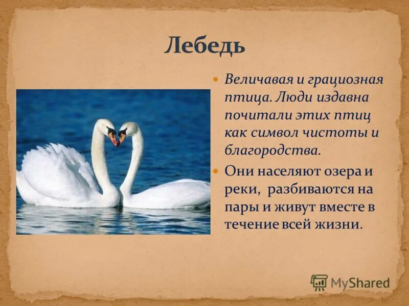 Что символизирует лебедь. Птица символ чистоты и благородства. Лебедь для презентации. Лебеди как символ любви. Лебединая верность значение