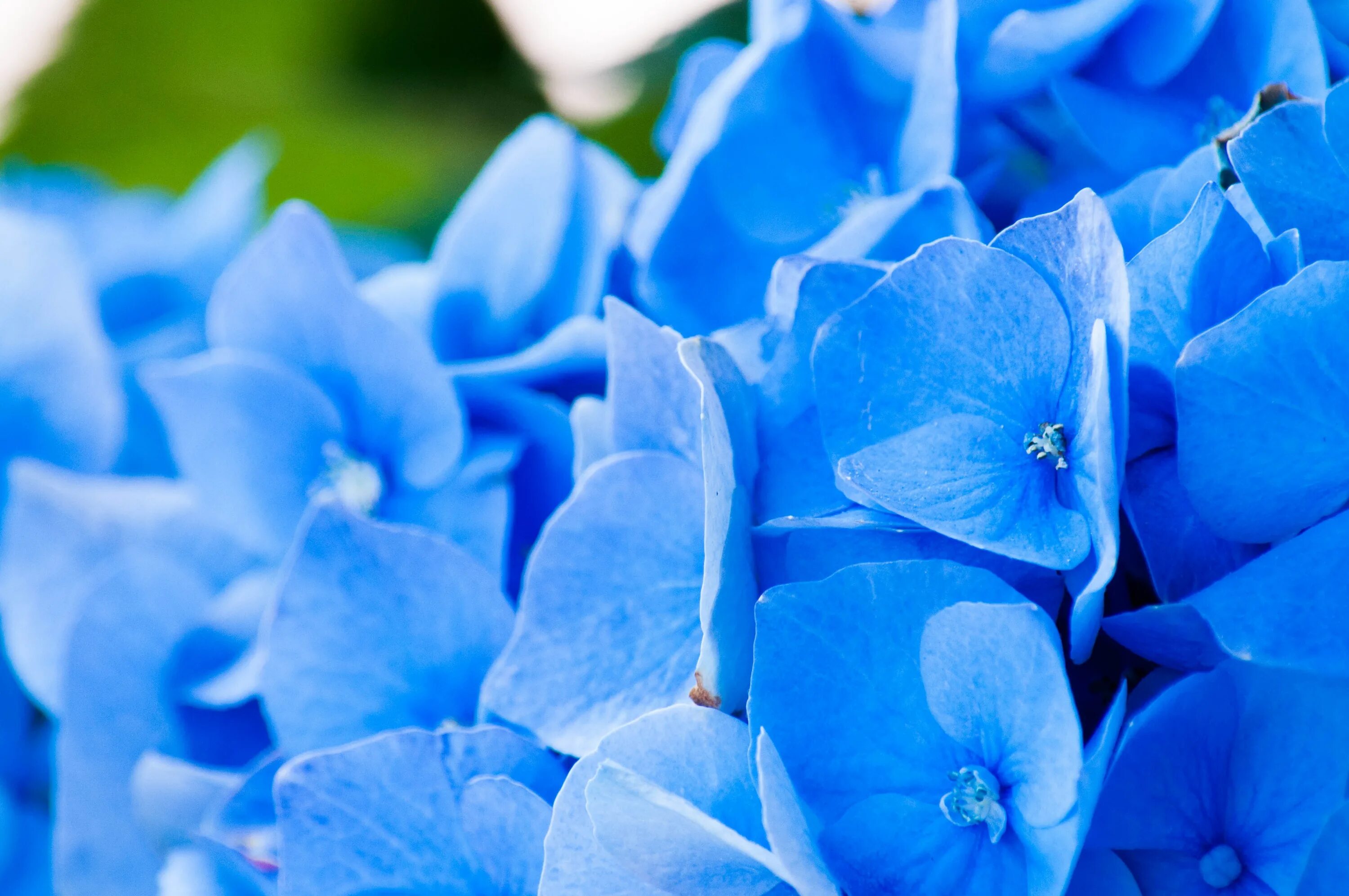 Блуе Фловер. Голубые цветы.