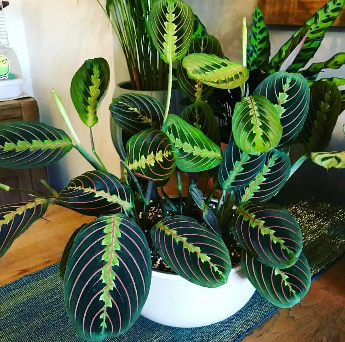 Маранта массанжа. Маранта красножильчатая. Маранта красножильчатая. Маранта красножильчатая. Маранда.