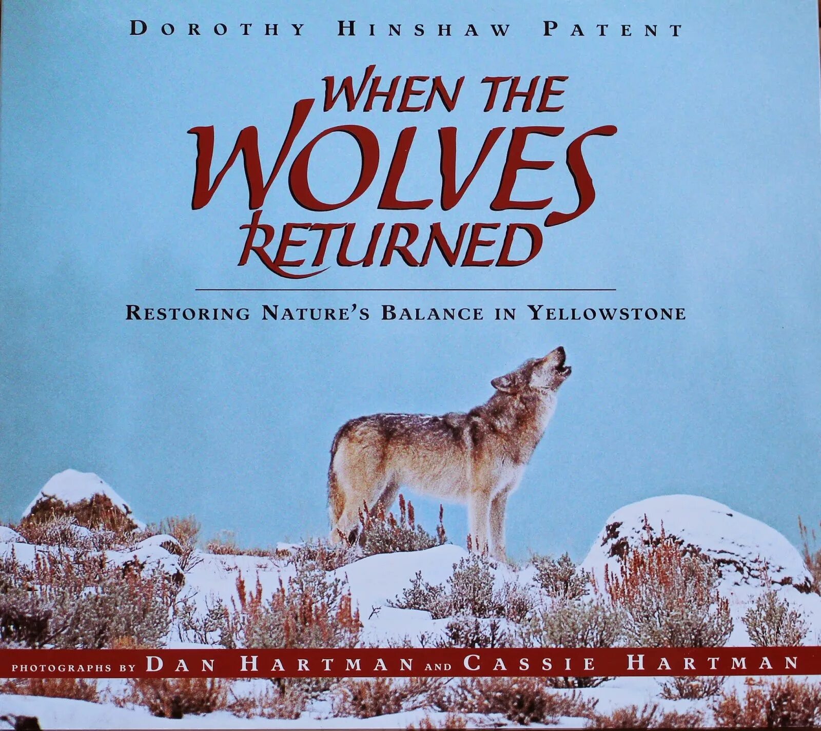 Wolf returns first mission. Yellowstone wolf книга. художественные книги о волках купить. books about wolves. olvess.