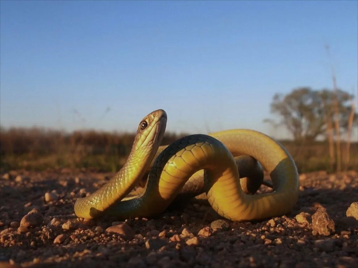 Краснобрюхий полоз. Земляные змеи. Земляной змей. Змея земляного цвета. Желтый желтопузик.