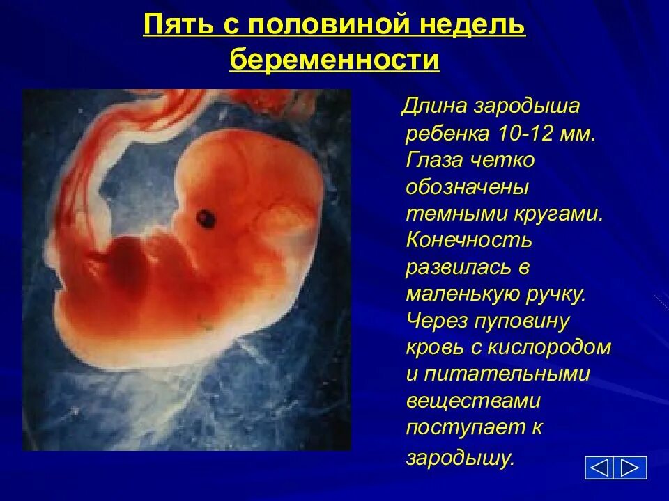 Размер ребенка в 5 недель. Эмбрион на 5 неделе беременности. Что будет через 5 недель