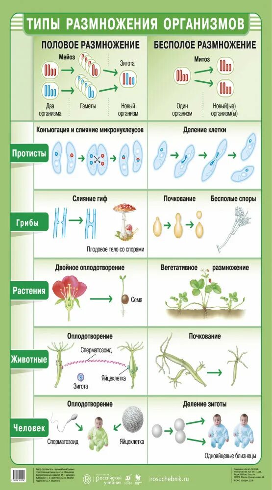 Способы размножения организмов. Схема формы размножения организмов. Размножение организмов схема. Виды бесполого размножения организмов.