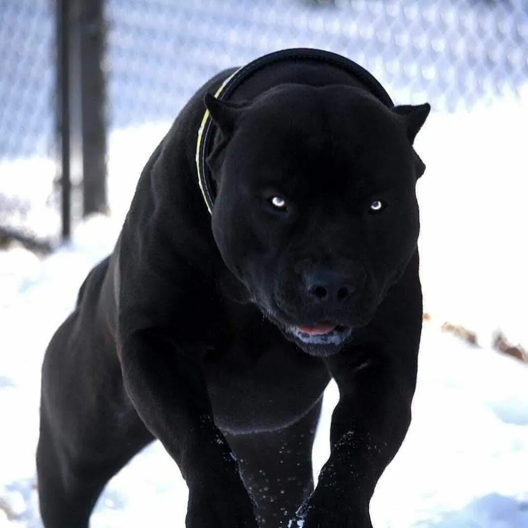 Картинки по запросу vicious dogs Perros