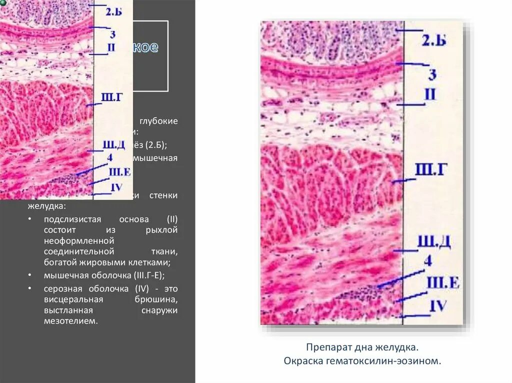 Серозная и слизистая оболочка. Слизистая подслизистая оболочки желудка. Подслизистая желудка гистология. Слизистая оболочка с подслизистой основой желудка. Строение стенки желудка.
