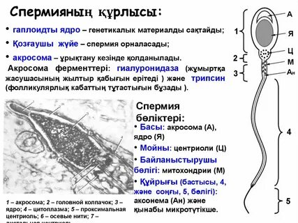Түнгі көйлектегі әйелдің суреті