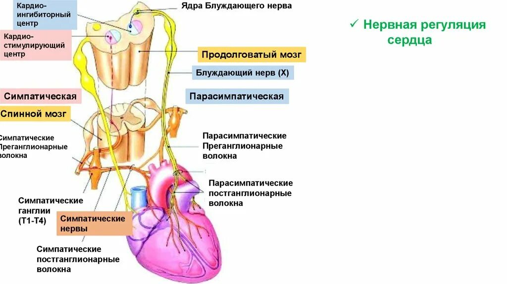 Регуляция блуждающего нерва. Блуждающий нерв иннервация сердца схема. Нервный механизм регуляции сердца. Симпатические нервы сердца. Симпатическая регуляция сердца.