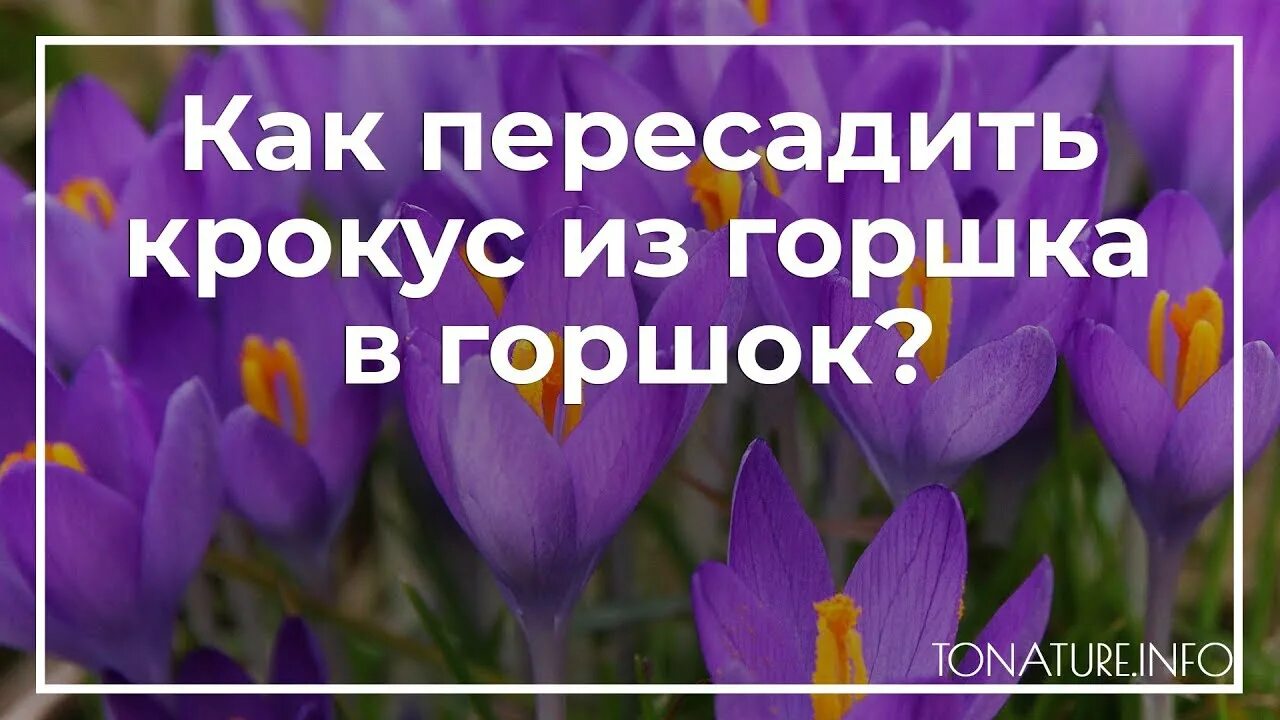 Крокусы после цветения. Крокусы отцвели. Как пересадить крокусы. Как пересадить крокусы в горшок. Вывели ли людей из крокуса