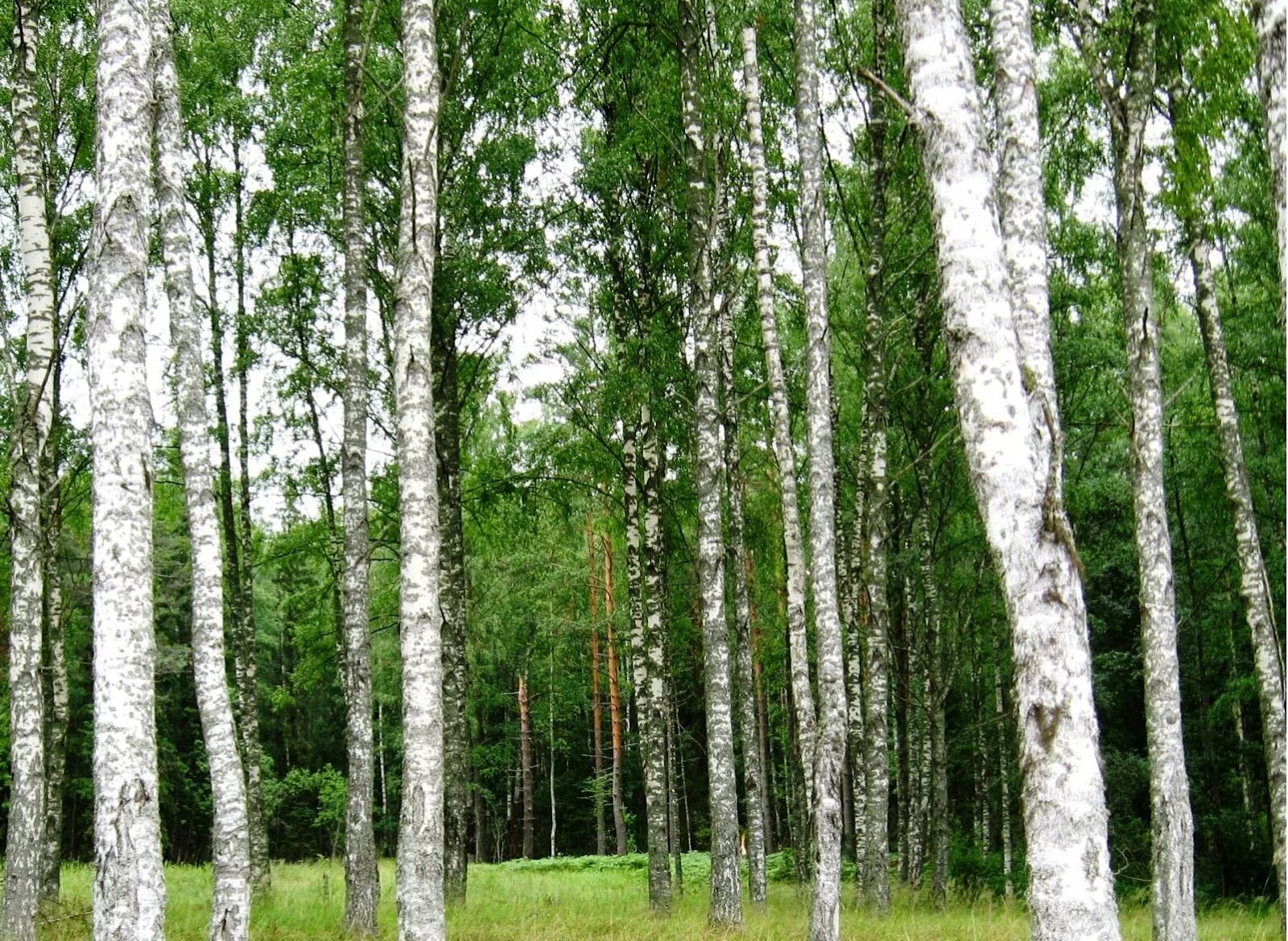 Березовая роща береза повислая. Береза обыкновенная (Betula Alba). Березовая роща порошок. Береза обычная. Много березок