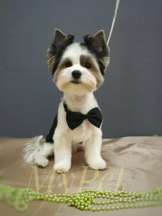 бивер йорк. стрижка бивер йорка. стрижка бивера мальчика. стрижка бивер йорка. биро йорк мальчик.