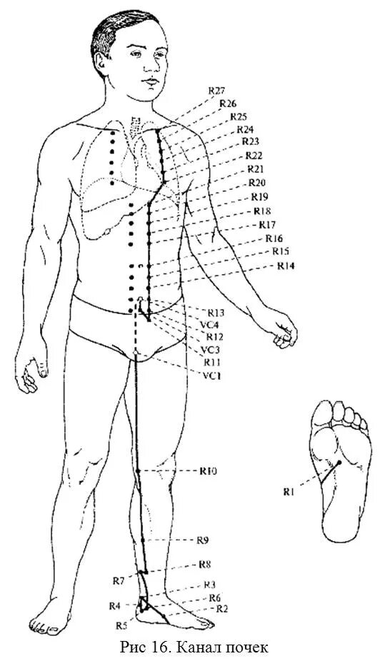 Каналы китайской медицины. Меридиан почек в китайской медицине точки. Точки акупунктуры канала почек. Меридиан почек точки расположения. Меридиан почек в китайской медицине схема.