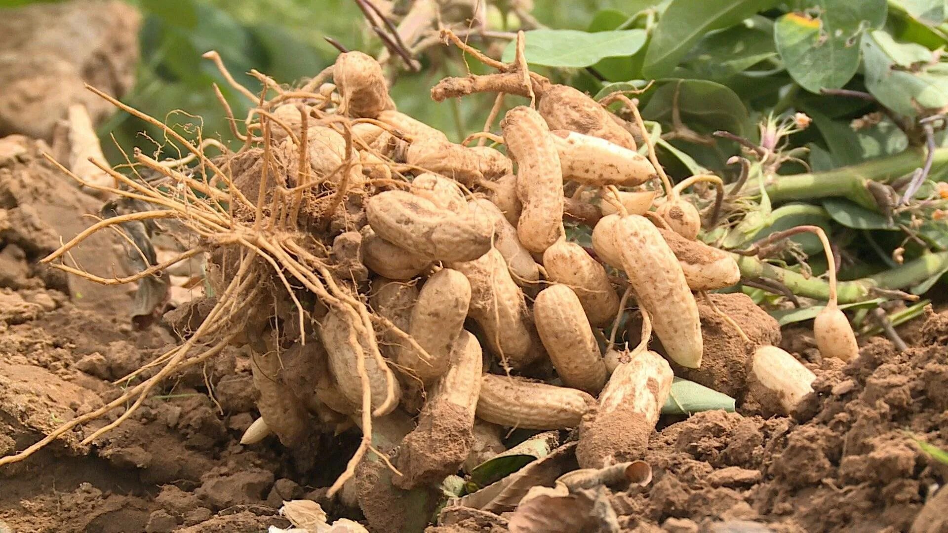 Земляной арахис. Земляной орех арахис. Земляной орех, арахис (Arachis hypogaea). Окучивание арахиса.