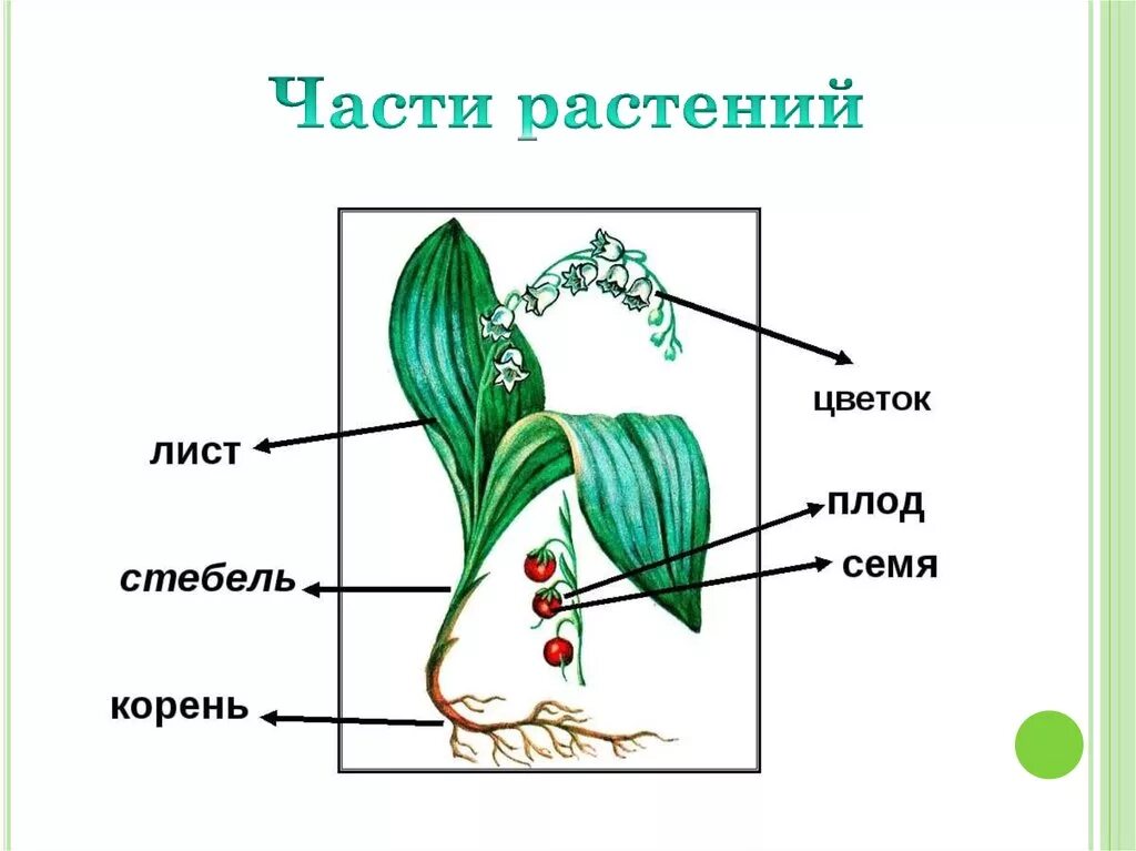 Органы растений рисунок