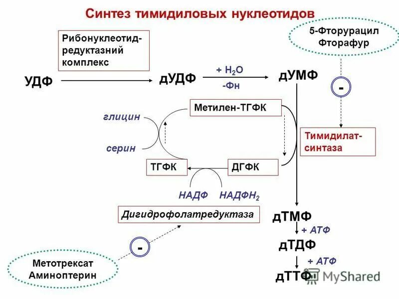 дигидрофолатредуктаза биохимия. синтез нуклеотидов. адениловый рибонуклеотид. 5 тимидиловая кислота типы связей. тимидиловых нуклеотидов.