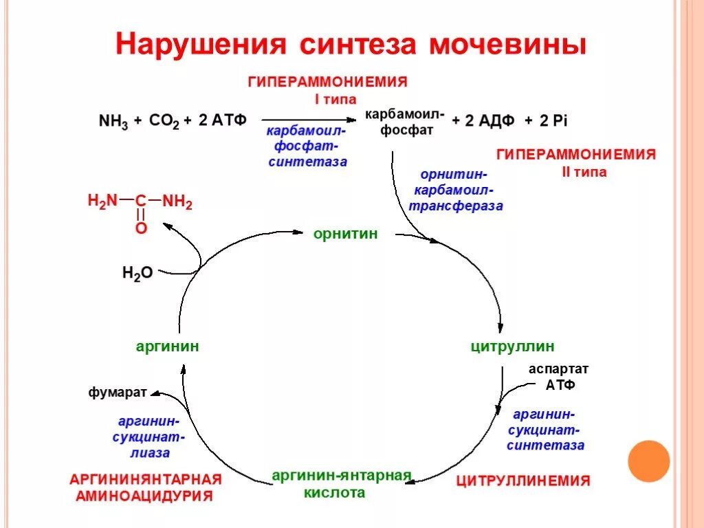 Орнитиновый цикл мочевинообразования биохимия. Орнитиновый цикл мочевины. Орнитиновый цикл реакции. Цикл мочевины орнитиновый цикл. Реакции образования циклов