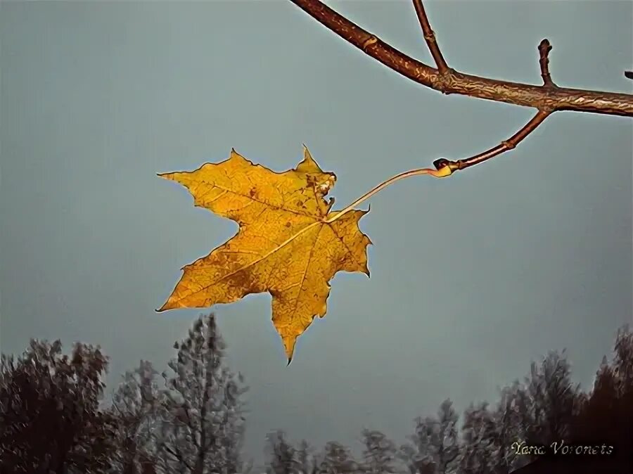 Трепещущий лист на ветру 5. Одинокий листок. листок на ветру. одинокий листок на ветру. последний лист на ветру.