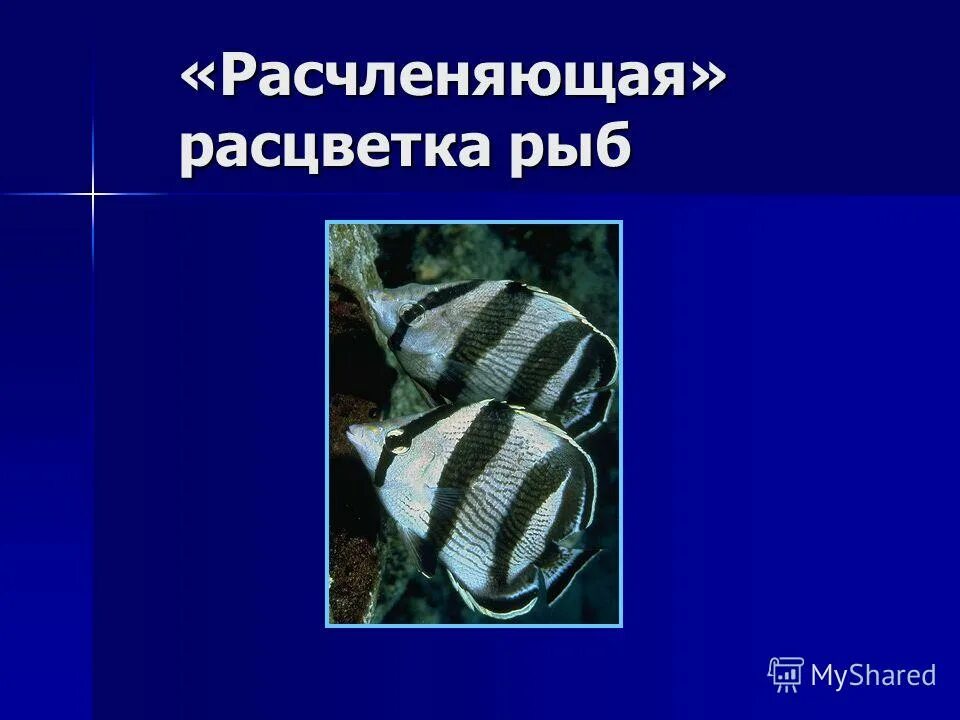 Жизнедеятельность рыб 7 класс. Расчленяющая окраска примеры. Расчленяющая окраска животных. Расчленяющая окраска это в биологии. Жизнедеятельность рыб.