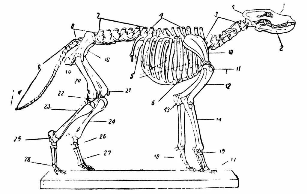 Строение скелета собаки анатомия. Скелет собаки поясничные позвонки. Скелет млекопитающих скелет собаки. Скелет пуделя строение. Внутреннее строение млекопитающих скелет