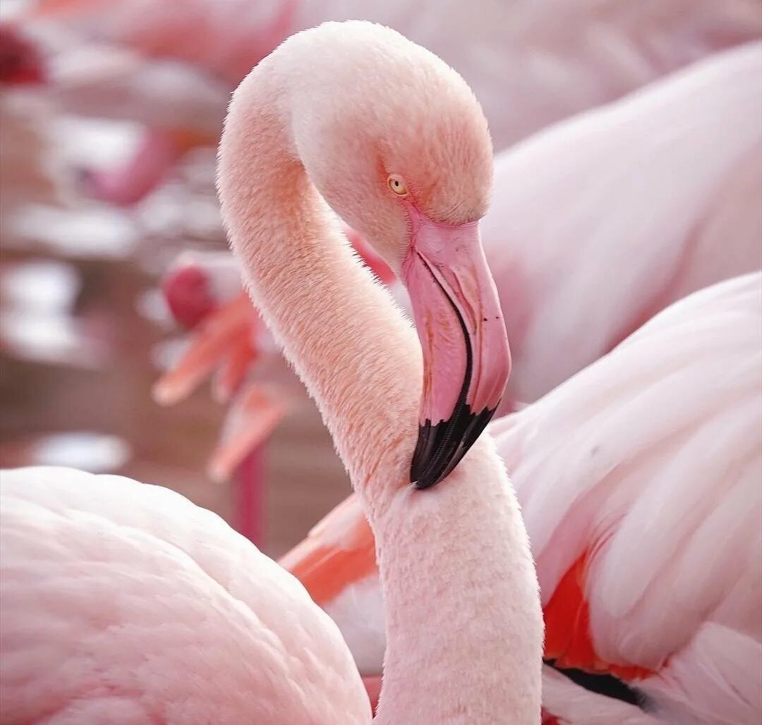 Фламинго падальщики. Розовый Фламинго Эстетика. Анабелла Фламинго. Фламинго 50629.