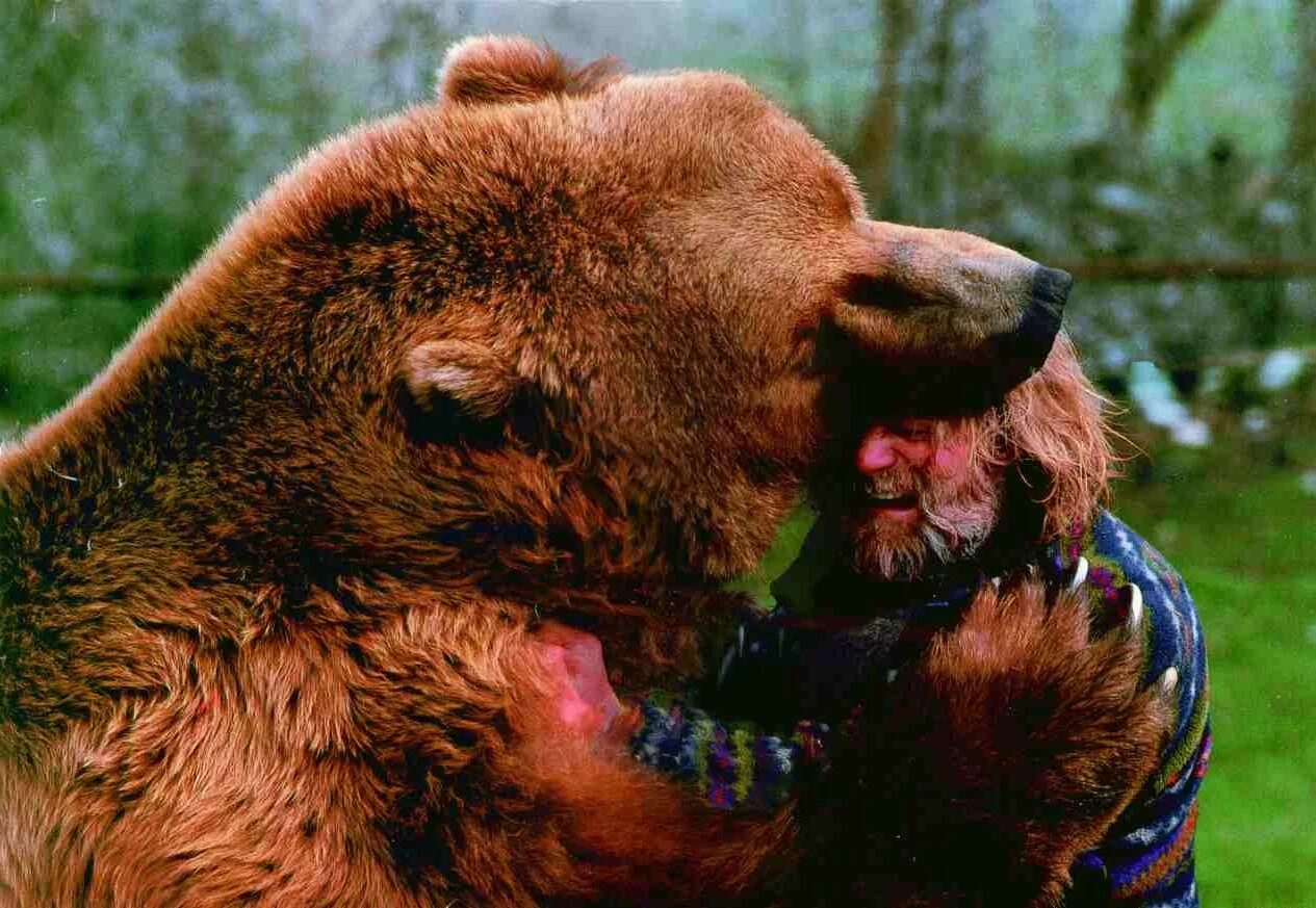 Опасны ли медведи. Медведь Гризли нападение. Кадьяк медведь и Гризли. Гризли и бурый медведь.