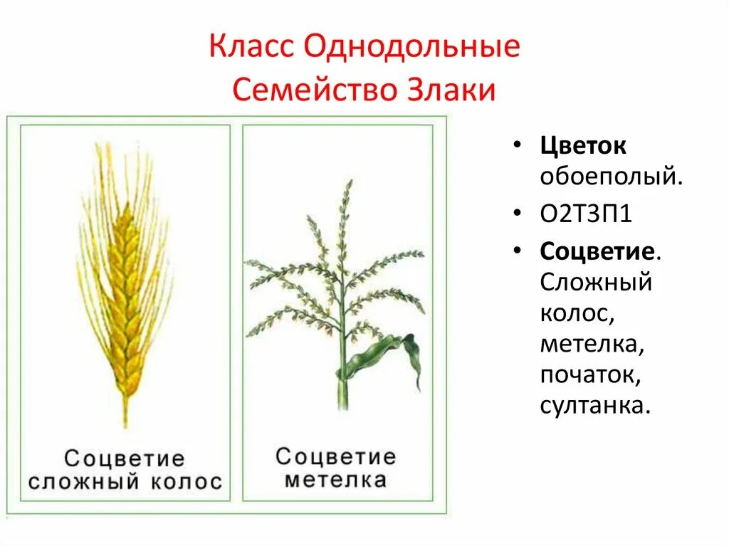 Какая формула цветка семейства злаки. Однодольные семейство злаковые соцветие. Класс Однодольные злаки. Соцветие однодольных злаков. Соцветие метелка злаковые.