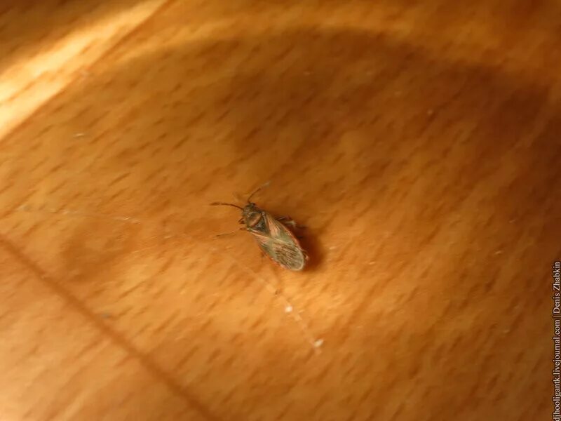 маленькие черные жучки в квартире. жук кожеед на подоконнике маленький. мелкие насекомые. жучки микулина. маленькие летающие насекомые в квартире.