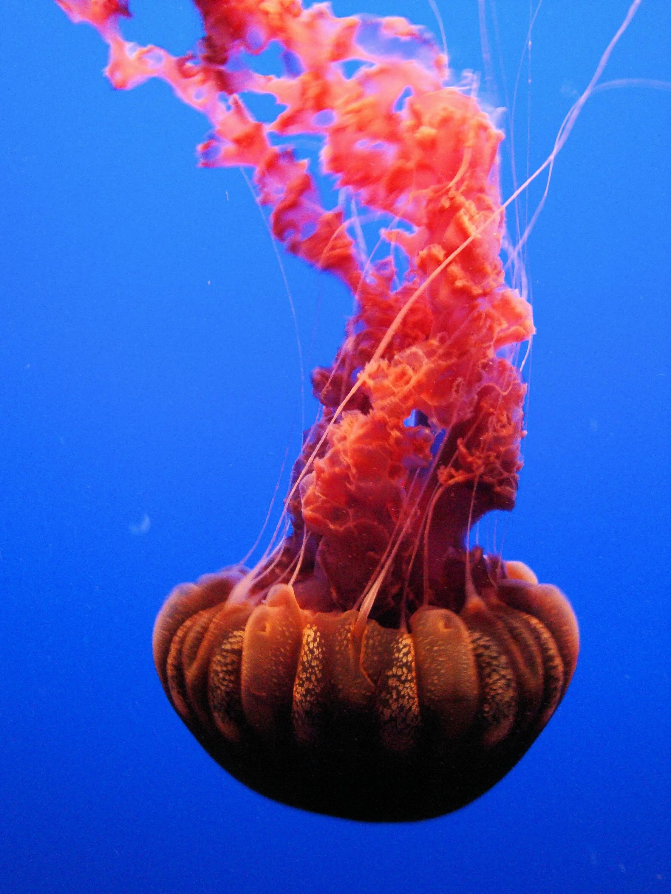 Медуза хризаора. Морская крапива (chrysaora). Chrysaora achlyos. Chrysaora achlyos. Медуза хризаора.