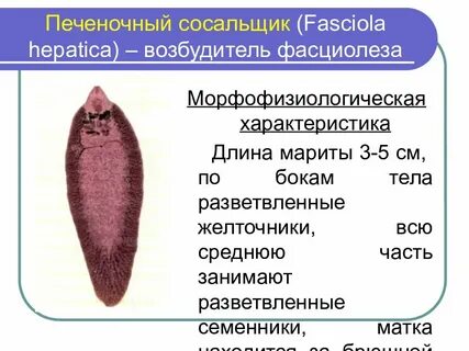 Сосальщик систематика