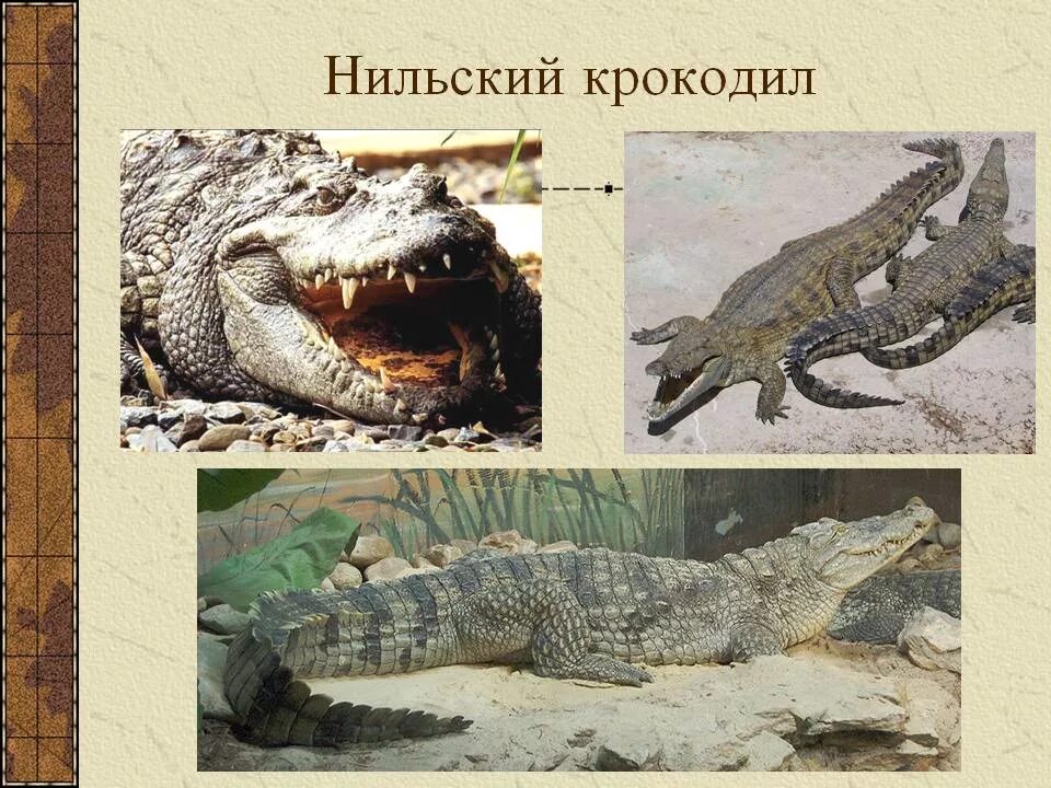 Купить крокодил про. Нильский крокодил. Нильский крокодил проект. Нильский и гребнистый крокодил. Нильский крокодил класс.