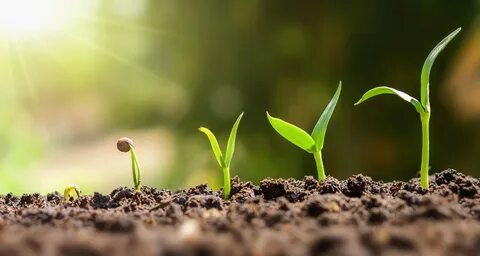 Try plant