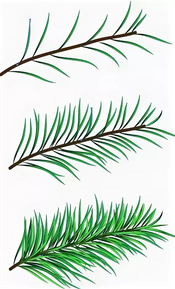 еловая ветка карандашом поэтапно. рисование еловой ветки. еловая ветка карандашом. нарисовать ветку елки. веточка елки для рисования.