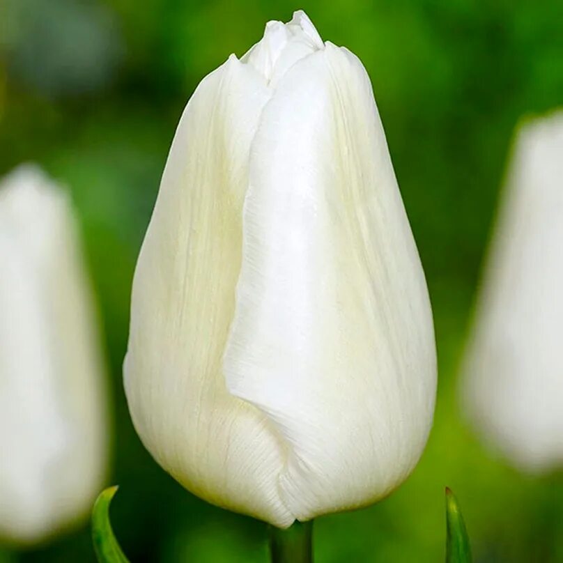 Вайт принц тюльпан фото Тюльпан триумф Аграсс Вайт (Tulipa triumph Agrass White) описание сорта, фото,