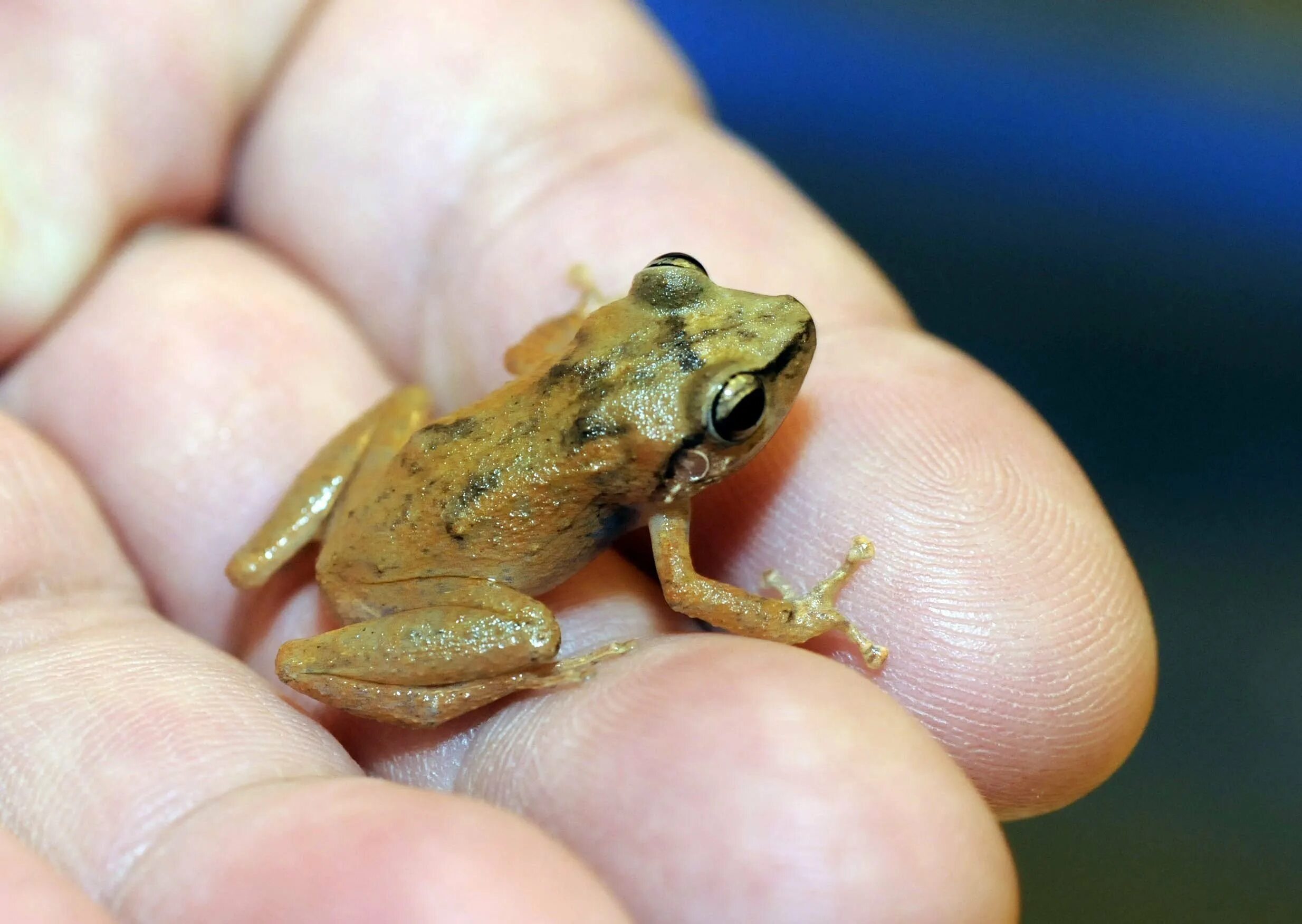 Ужасные лягушки. Крошечная лягушка Eleutherodactylus Coqui. Лягушка Кокоа. Кубинская лягушка какоа. Южноамериканская лягушка Кокоа.